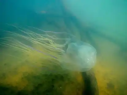 Achtung, sehr gef&auml;hrlich: eine Seewespe (Chironex fleckeri).