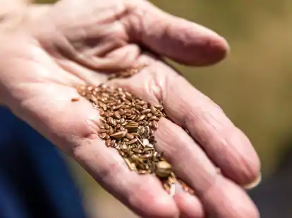 Besser nicht roh: Leinsamen mit Warnhinweis sollten vor dem Verzehr erhitzt werden.