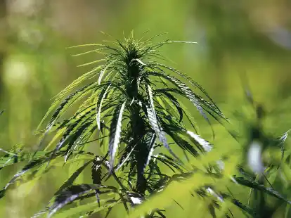Ganze legale Hanfpflanzen? Die Cannabis-Reform soll bereits zum 1. April in Kraft treten.