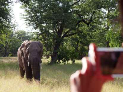 Begehrtes Fotomotiv auf Safari: ein Elefant im Liwonde National Park.