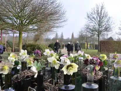 Blühen während der kalten Jahreszeit und werden zur Sonderöffnung „Winterblüte im Park“ im Park der Gärten gezeigt: Christrosen
