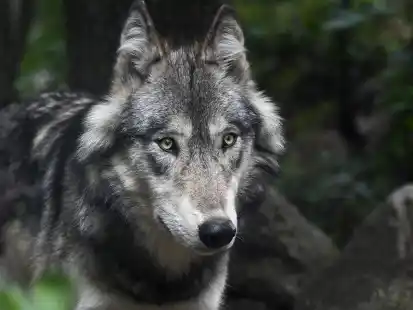 &bdquo;Wolf und Weidetierhaltung&ldquo; ist ein Thema, das immer wieder f&uuml;r Konflikte sorgt. Der Verein Weidezone Deutschland l&auml;dt zu einer Informationsveranstaltung mit Podiumsdiskussion in Friedeburg ein.