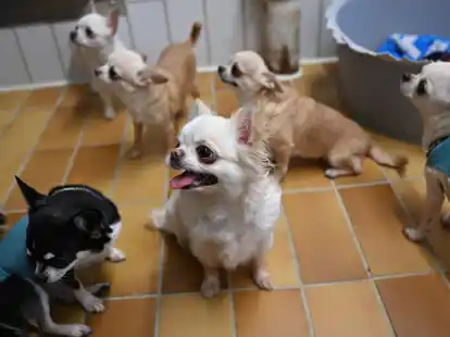 Der Stuttgarter Fund von 68 Chihuahua-Rassehunden einer &uuml;berforderten Z&uuml;chterin sorgte zuletzt f&uuml;r Aufsehen.