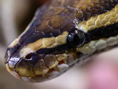 Eine K&ouml;nigspython im NABU-Artenschutzzentrum Leiferde in&nbsp;Niedersachsen.