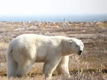 Ein Eisb&auml;r (Ursus maritimus) in der westlichen Hudson Bay Region im nord&ouml;stlichen Teil Kanadas.