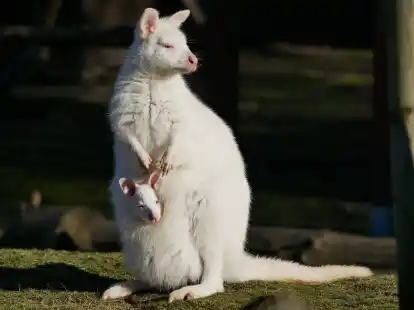 Das wei&szlig;e Bennett-K&auml;nguru mit seiner Mutter namens Fl&ouml;ckchen, ebenfalls ein Albino.