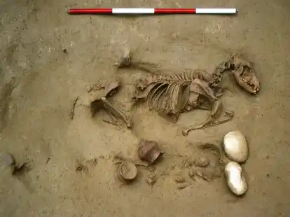 Dieses von den Oberaufsichtsbeh&ouml;rden f&uuml;r Arch&auml;ologie, Bildende Kunst und Landschaft (SABAP-VR) zur Verf&uuml;gung gestellte Foto zeigt Grab Nummer 19 mit einer gemeinsamen Bestattung eines Hundes und eines menschlichen perinatalen Skeletts.