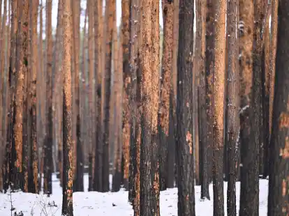 Durch einen Brand gesch&auml;digte Kiefern stehen im Landeswald Seddin.