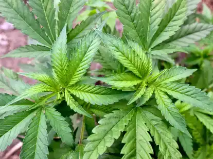 Eine illegale Hanf-Plantage, entdeckt bei einer Drogenrazzia. Niedersachsen hat erhebliche Bedenken gegen das Gesetz zur Cannabis-Legalisierung.