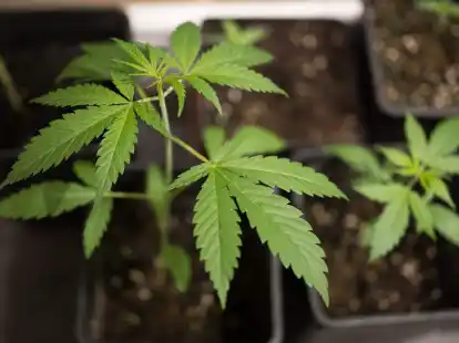 Eigenanbau und Besitz bestimmter Mengen sollen f&uuml;r Vollj&auml;hrige vom 1. April an erlaubt sein. Zum 1. Juli sollen Clubs zum nicht-kommerziellen Anbau m&ouml;glich werden.