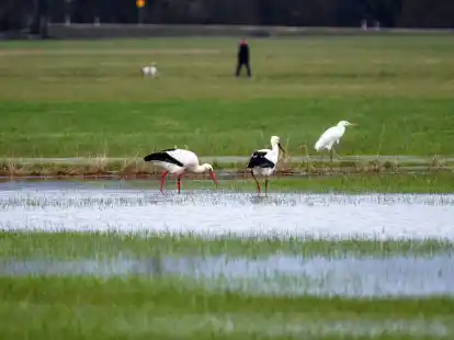 Bei den Wei&szlig;st&ouml;rchen, bei denen vielerorts die R&uuml;ckkehr aus den Winterquartieren gemeldet wird, seien keine Anomalien bekannt, sagt Nabu-Experte Heiermann.