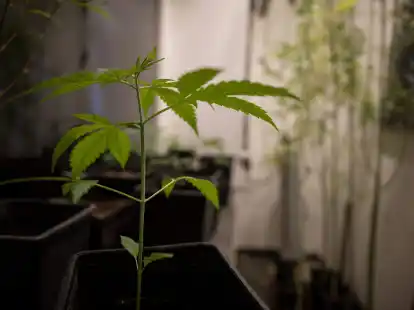 Erlaubt werden soll f&uuml;r Erwachsene ab 18 Jahren grunds&auml;tzlich der Besitz von bis zu 25 Gramm Cannabis zum Eigenkonsum. In der eigenen Wohnung sollen drei lebende Cannabispflanzen legal werden und bis zu 50 Gramm Cannabis zum Eigenkonsum.