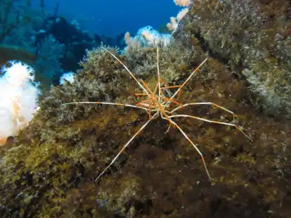 Zwei Asselspinnen der Art Colossendeis megalonyx liegen aufeinander. Einem Forschungsteam ist es gelungen, ein seit &uuml;ber 140 Jahren ungel&ouml;stes Mysterium aufzukl&auml;ren.