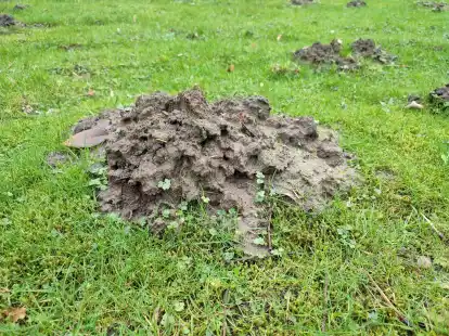 Maulwurfshaufen sorgen beim TuS Horsten-Etzel f&uuml;r &Auml;rger.