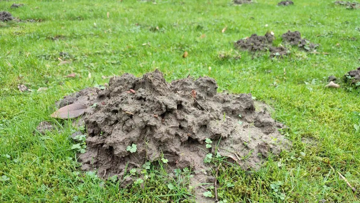In Horsten rollt wegen Maulwurfshaufen kein Fußball mehr übers Feld