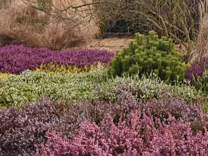 Erstrahlt in leuchtenden Farben: Der Heidegarten im Park der Gärten.