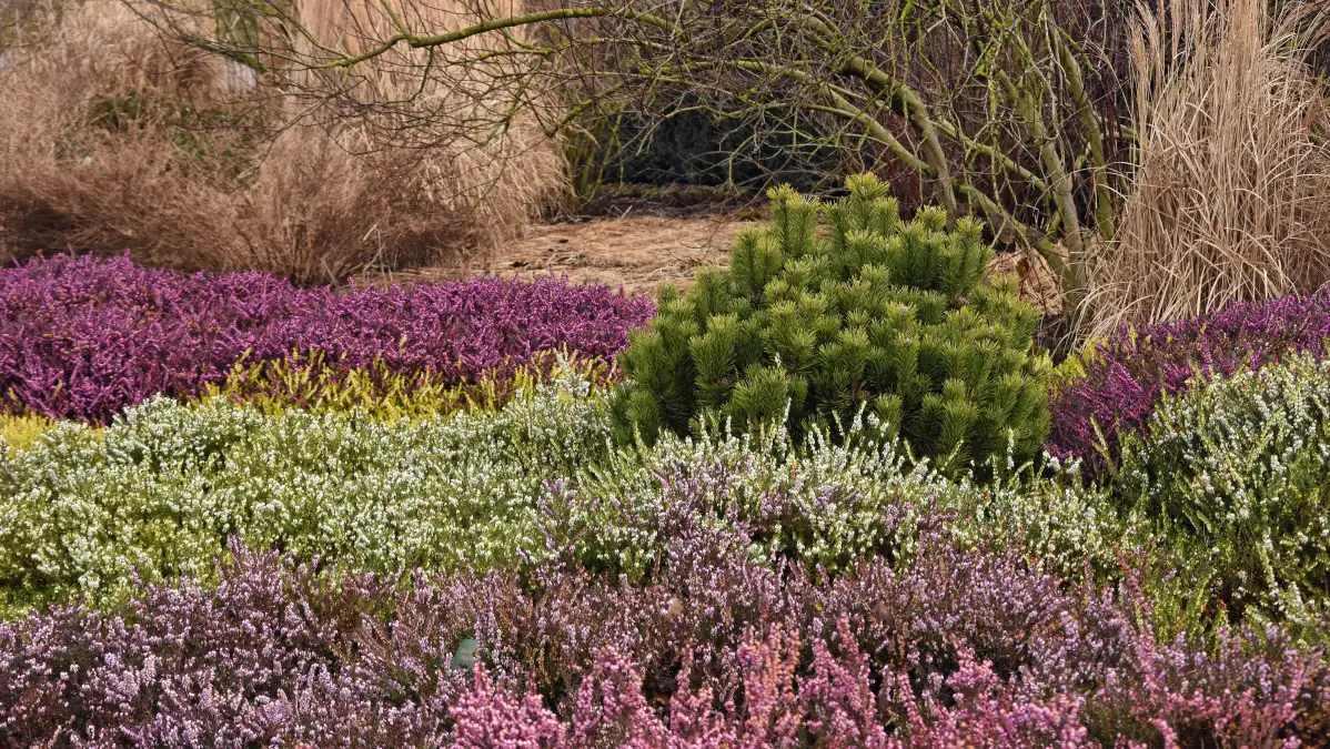 Park der Gärten Sonderöffnung zum Thema Winterheide am 10. März