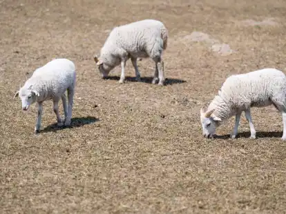 Aktuell gebe es lediglich im Osten Sachsens, Brandenburgs und Mecklenburg-Vorpommerns noch einzelne Regionen, in denen trockenere B&ouml;den registriert werden.