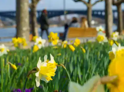 Narzissen bl&uuml;hen am Mainzer Rheinufer.