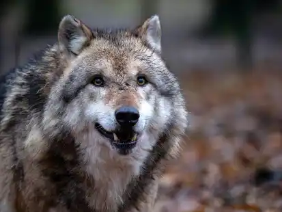 Ein Wolf, &auml;hnlich wie auf diesem Symbolbild, ist von Niedersachsen nach Spanien gewandert.