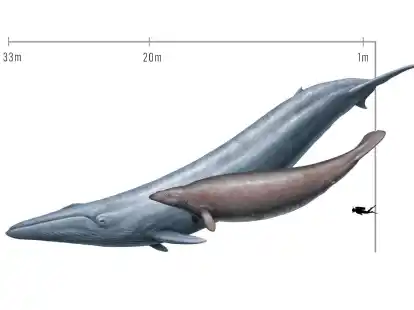 Urspr&uuml;nglich sch&auml;tzten Forscher die Masse von Perucetus aufgrund seiner dicken Knochen als gr&ouml;&szlig;er ein als die eines Blauwals.
