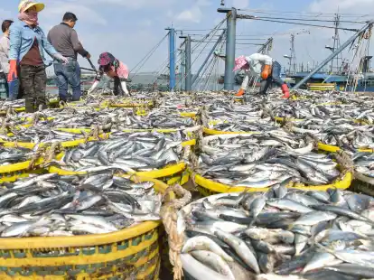 Bei der WTO-Konferenz konnte sich nicht auf neue Fischerei-Regeln geeinigt werden.