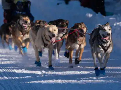 Die Hunde des Teams von Riley Dyche beim Start des Iditarod-Hundeschlittenrennens in Anchorage.