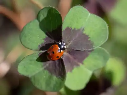 Deutschland darf auf sonniges und trockenes Wetter hoffen.