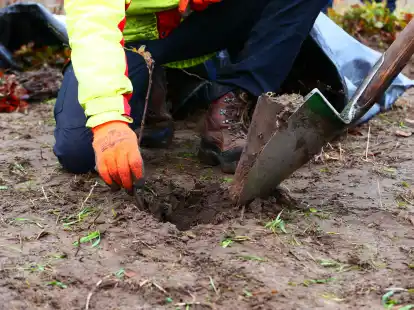 Mit einem Hohlspaten werden die Setzlinge in den Waldboden eingebracht.