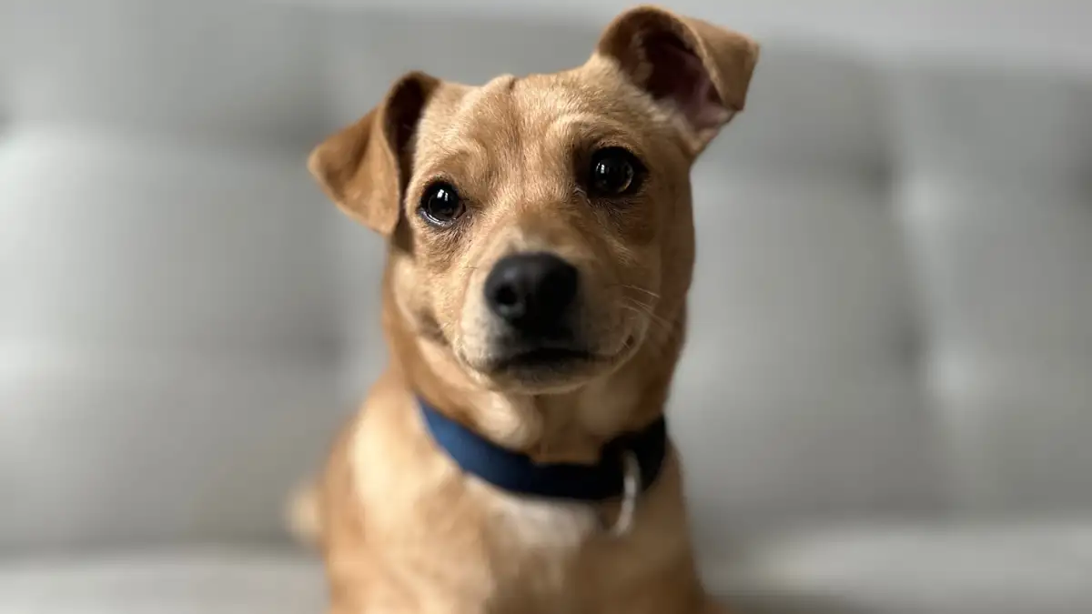 Tiere aus dem Tierheim Oldenburg: Hund Henning muss noch viel lernen