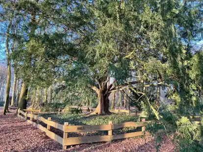 Klosterpark Schortens: 400 Jahre alte Eibe wird Nationalerbe-Baum