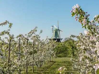 Die Mühle Venti Amica in Hollern-Twielenfleth inmitten der Apfelblüte.