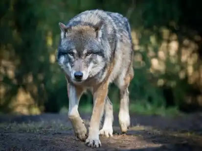 Ein Wolf hat in Butjadingen mehrere Schafe verletzt und getötet.
