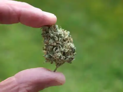 Der Bundestag hat die kontrollierte Freigabe zum 1. April beschlossen. Jedoch steht noch die Entscheidung des Bundesrates aus.