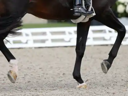 Eine Pferdehof-Besitzerin aus Hude hatte zahlreiche Tierarztrechnungen nicht bezahlt.