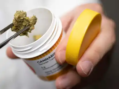 Cannabisbl&uuml;ten zur medizinischen Behandlung.