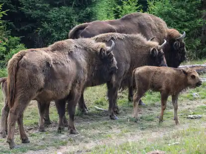 Wie es mit der Wisent-Herde weitergeht, ist unklar.