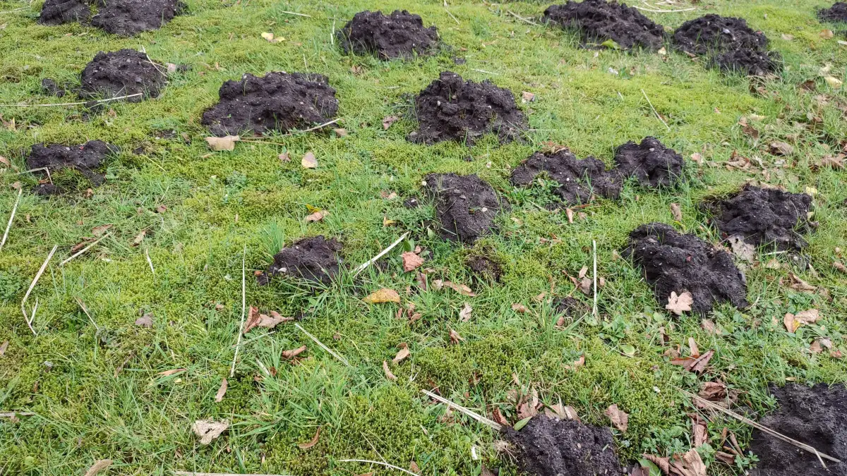 Maulwurfshaufen im Frühjahr: Plattdeutsche Kolumne über den Maulwurf im ...
