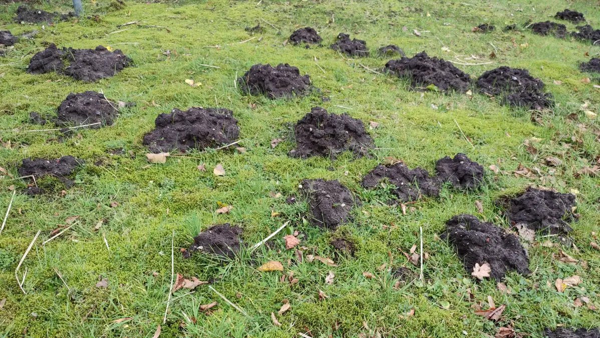 Maulwurfshaufen im Frühjahr: Plattdeutsche Kolumne über den Maulwurf im ...