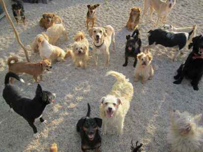 Im spanischen Tierheim „SOS Adopta“ warten viele Hunde auf einen Besitzer – oft werden sie nach Deutschland vermittelt.