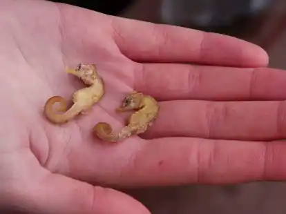 Diese zwei Kurzschn&auml;uzigen Seepferdchen (&laquo;Hippocampus hippocampus&raquo;) wurden auf Wangerooge gefunden.