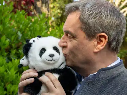Hat im chinesischen Chengdu ein Panda-Kuscheltier gek&uuml;sst: Bayerns Ministerpr&auml;sident Markus S&ouml;der.