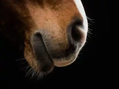 Die Deutsche Reiterliche Vereinigung (FN) wird die Herpes-Impfpflicht f&uuml;r Turnierpferde demn&auml;chst aufheben.