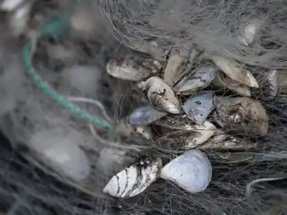 Ein Problem, mit dem mehrere Seen k&auml;mpfen: Die Quagga-Muschel vermehrt sich sehr schnell.