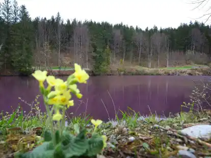 Lila gef&auml;rbt ist das Wasser des Gipsbruchweihers. Grund f&uuml;r die Farbe sind Bakterien, die in dem schwefelhaltigem Wasser bl&uuml;hen.