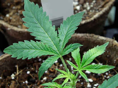 Eine Cannabis-Pflanze: Seit Anfang des Monats ist der Konsum der Droge in der &Ouml;ffentlichkeit f&uuml;r Personen &uuml;ber 18 Jahren unter Auflagen erlaubt.