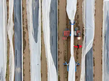 Aufgrund der milden Osterfeiertage beginnt die Spargelernte im Freistaat dieses Jahr gut eine Woche fr&uuml;her als 2023.