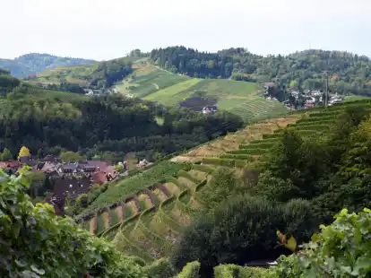 Malerische Gegend und Grundlage guter Tropfen: die Weinberge in der Ortenau. (zu dpa: &laquo;Typisch Wein aus der Ortenau: Mal mineralisch, mal elegant&raquo;)