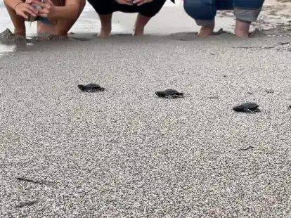 Babymeeresschildkr&ouml;ten am korsischen Strand Capo di Feno auf dem Weg Richtung Meer.