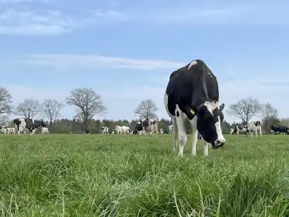 Gibts das auch in &bdquo;Bio&ldquo;? Tats&auml;chlich existieren auch beim Gr&uuml;nland verschiedene Standards der Bewirtschaftung. In der Wesermarsch haben in den vergangenen Jahren erstaunlich viele Viehbetriebe auf &Ouml;kolandbau gewechselt.